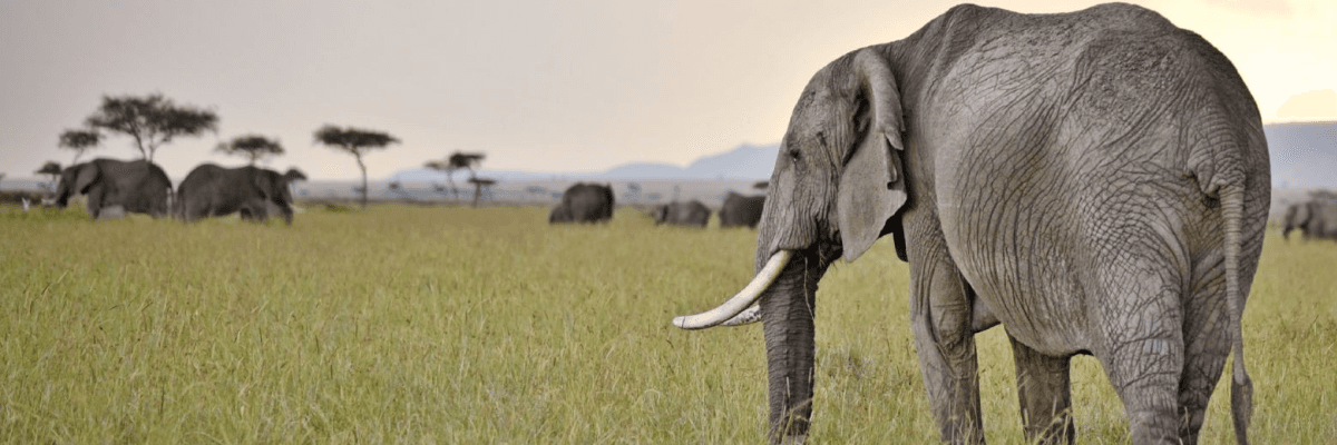 The Safari Adventure of a Lifetime is in Kenya